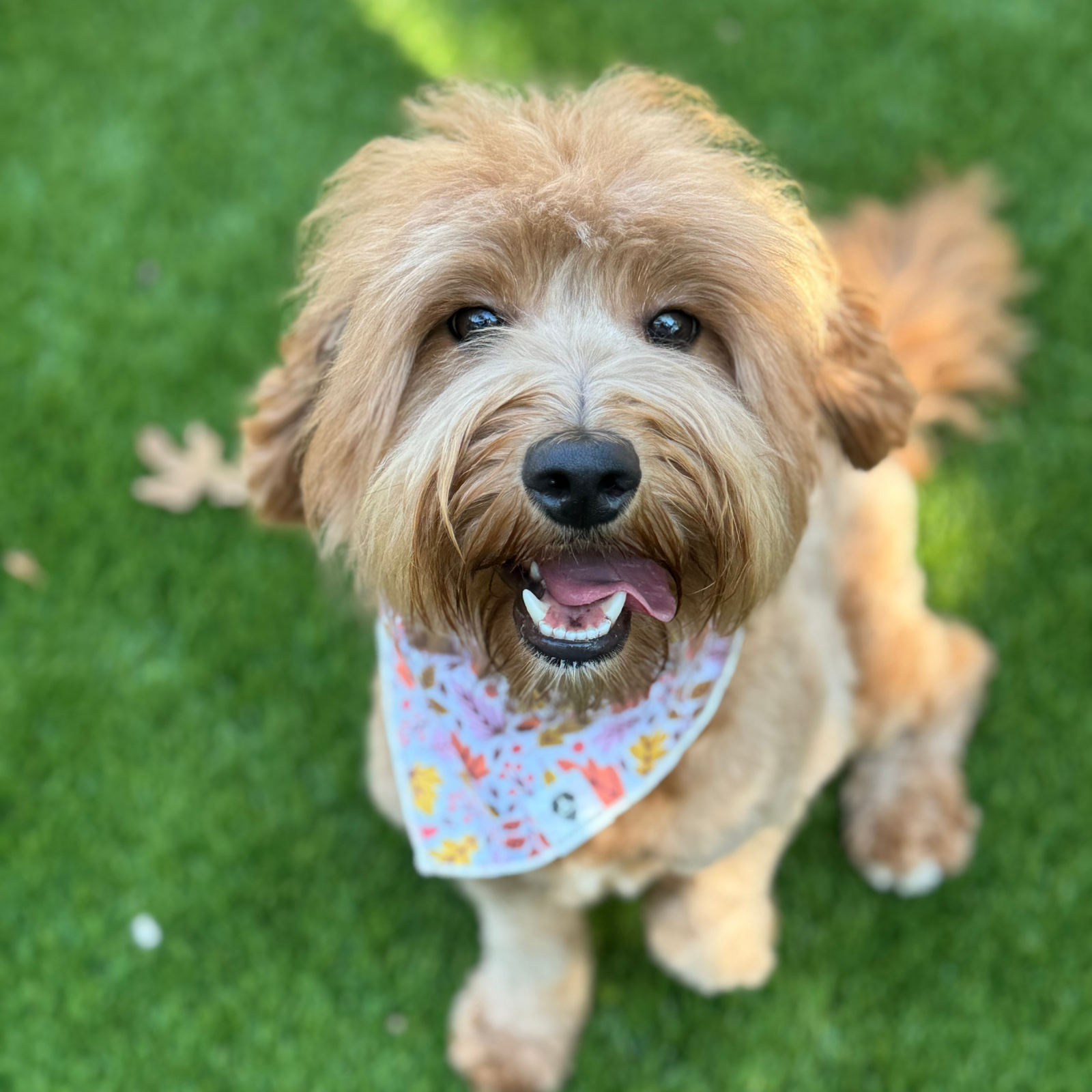 german shepherds in grand junction co