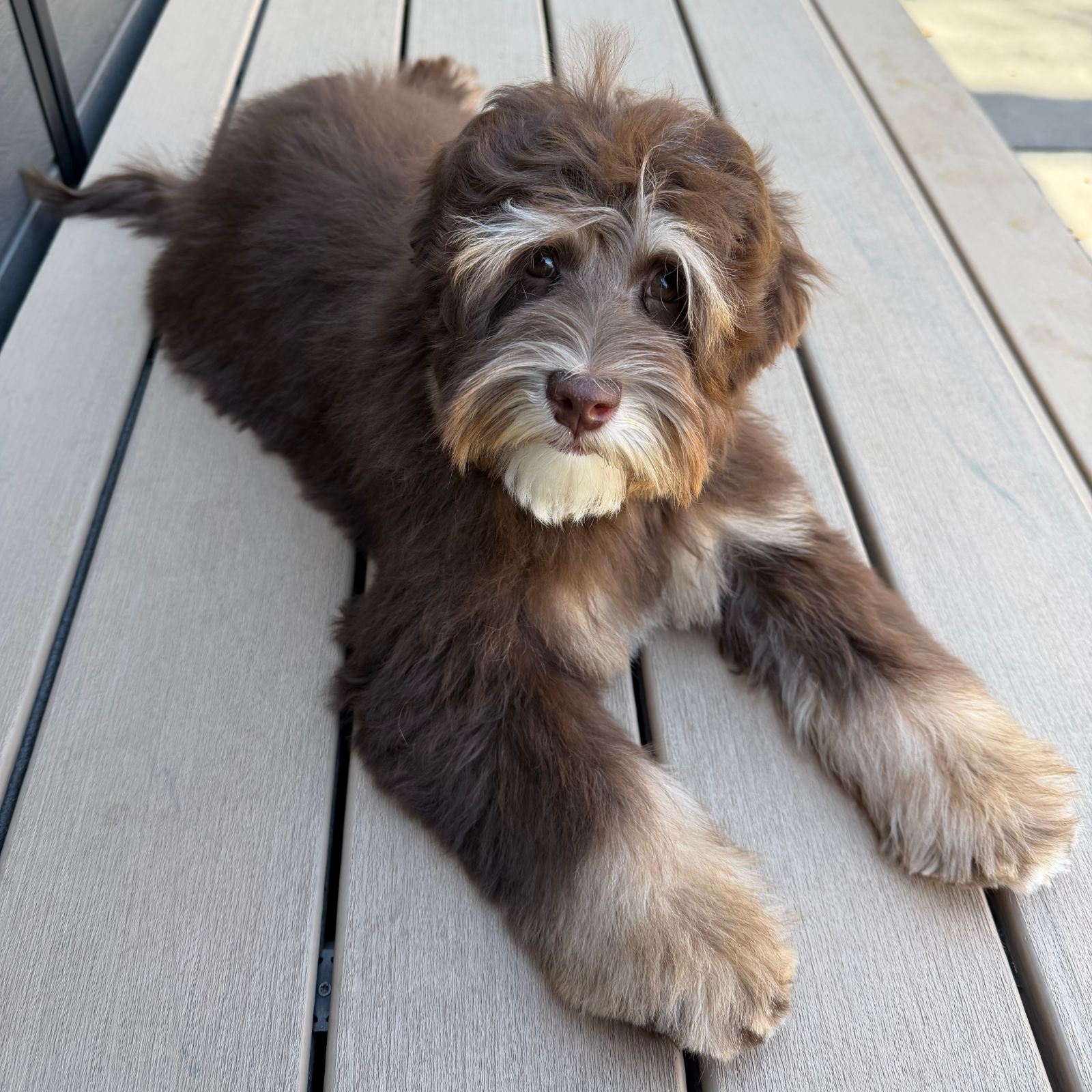 german shepherds in grand junction co